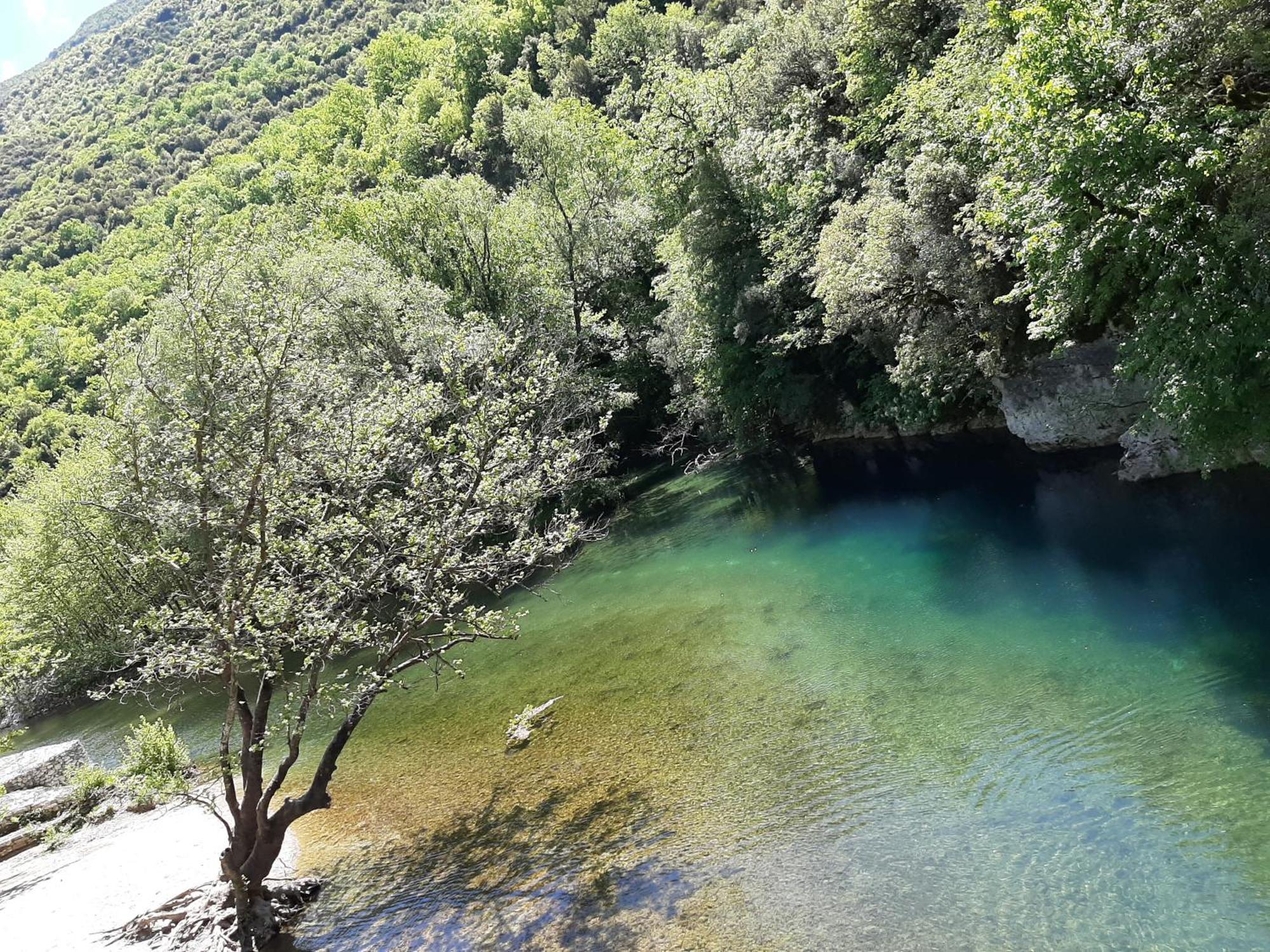 Lichovo Papigko Quarto foto